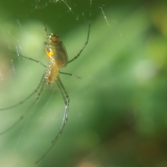 Leucauge argyrobapta