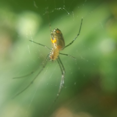 Leucauge argyrobapta