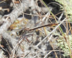 Phanogomphus cavillaris