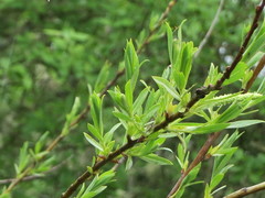 Salix fluviatilis