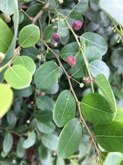 Phyllanthus reticulatus reticulatus