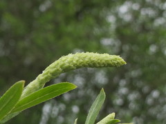 Salix fluviatilis