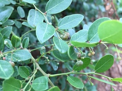 Phyllanthus reticulatus reticulatus
