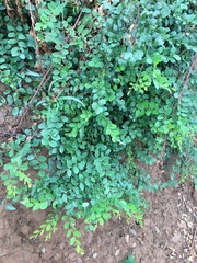 Phyllanthus reticulatus reticulatus