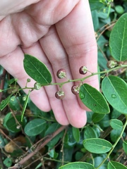 Phyllanthus reticulatus reticulatus