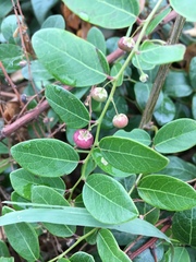 Phyllanthus reticulatus reticulatus