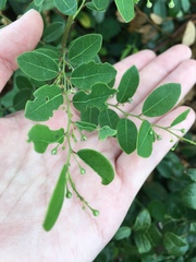 Phyllanthus reticulatus reticulatus