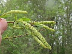 Salix fluviatilis
