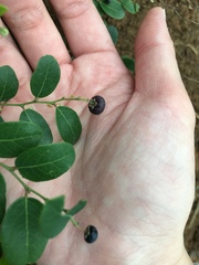 Phyllanthus reticulatus reticulatus