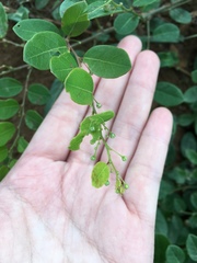 Phyllanthus reticulatus reticulatus