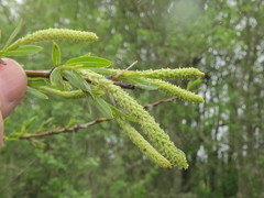Salix fluviatilis