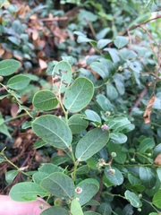 Phyllanthus reticulatus reticulatus