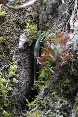 Abronia graminea
