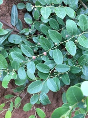 Phyllanthus reticulatus reticulatus