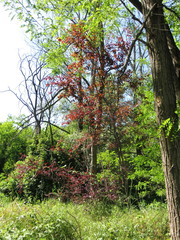 Prunus cerasifera pissardii