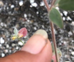 Acmispon americanus americanus