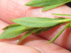 Salix fluviatilis