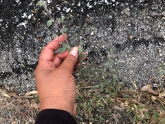 Acmispon americanus americanus