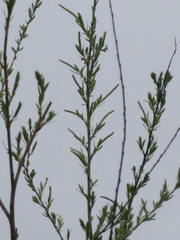 Salix fluviatilis