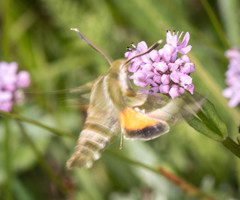 Proserpinus clarkiae
