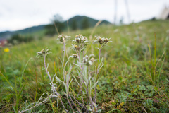 Leontopodium ochroleucum