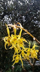 Cyrtochilum pardinum