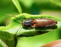 Dolerosomus silaceus