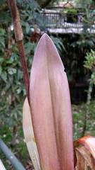 Cyrtochilum pardinum