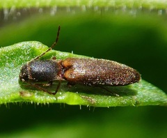 Dolerosomus silaceus