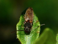 Dolerosomus silaceus