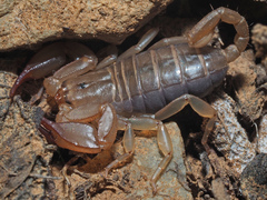 Euscorpius candiota