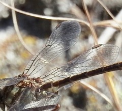 Phanogomphus cavillaris