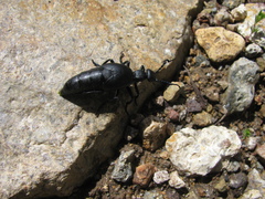 Meloe carbonaceus