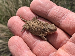 Phrynosoma douglasii