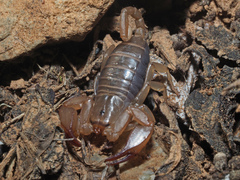 Euscorpius candiota