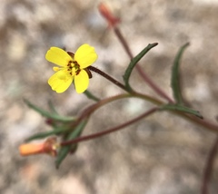 Camissonia contorta