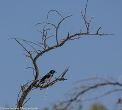 Speculipastor bicolor