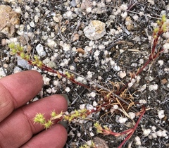 Lastarriaea coriacea