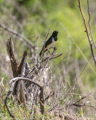 Speculipastor bicolor