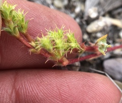 Lastarriaea coriacea