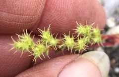 Lastarriaea coriacea