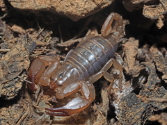 Euscorpius candiota