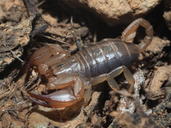 Euscorpius candiota