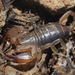 Cretan Small Wood-Scorpion - Photo (c) Felix Riegel, some rights reserved (CC BY-NC), uploaded by Felix Riegel