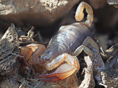 Euscorpius candiota
