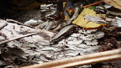 Kakerakau Skink photo 2
