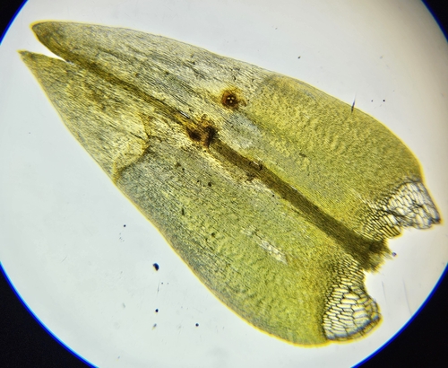 Image of Calliergon giganteum by (c) Helen Waterman, some rights reserved (CC BY)