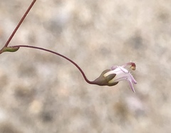 Nemacladus secundiflorus robbinsii