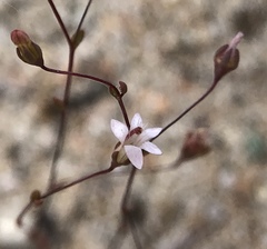 Nemacladus secundiflorus robbinsii