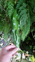 Elaphoglossum erinaceum